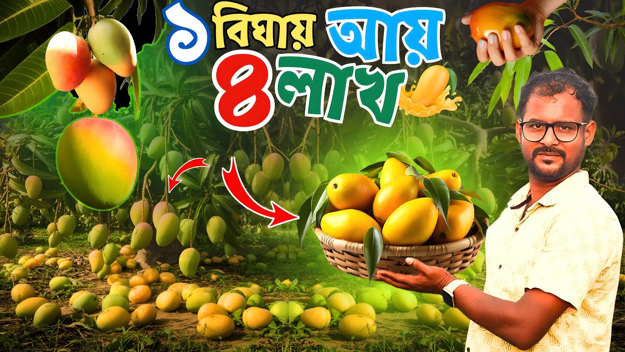পশ্চিমবঙ্গে লাভজনক আম চাষের বাস্তব কাহিনি | Mango Farming in West Bengal
