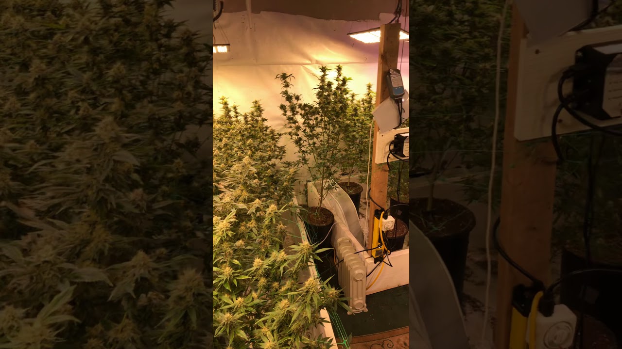 Day 42 leaf strip