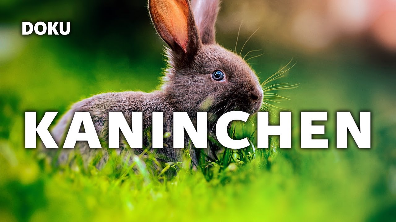 Kaninchen (Dokumentation auf Deutsch, Artgerechte Haltung, Haustiere Doku Kinder, Hasen Doku)