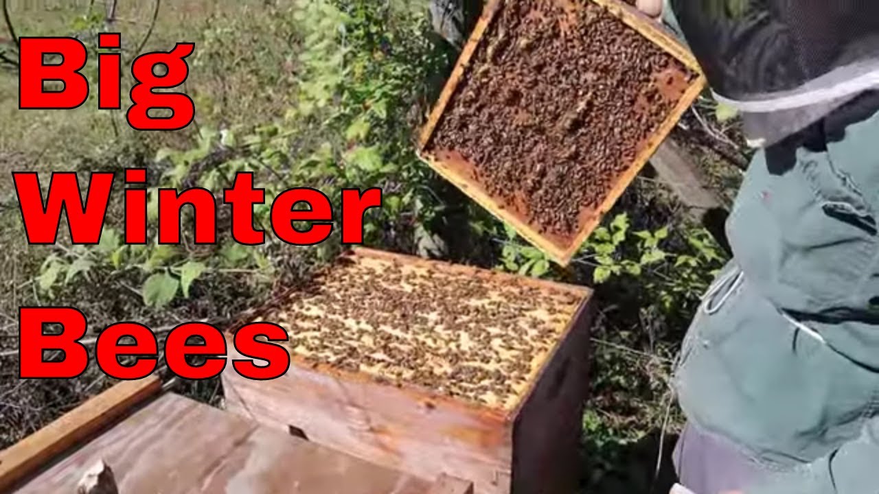❄❄Cool Hive inspections. Is it bad for bees?