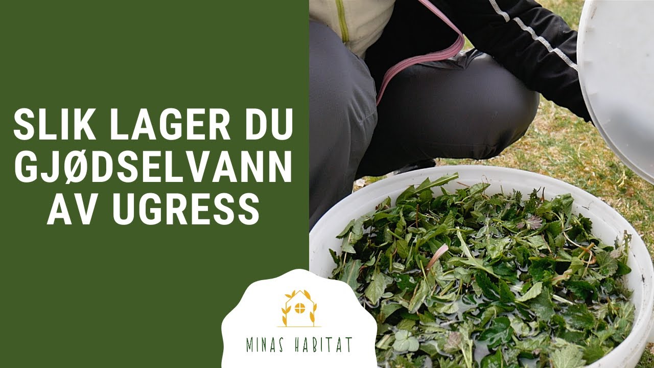 Slik lager du gjødselvann av ugress!