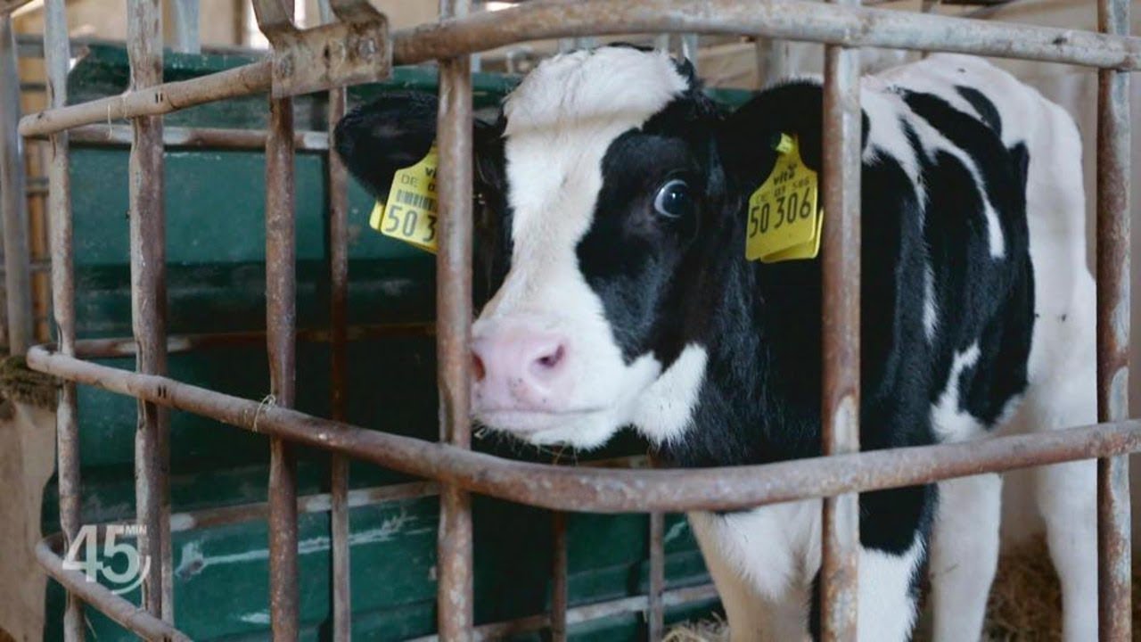 Armes Kalb: Abfallprodukt der Milchindustrie NDR 45 Min