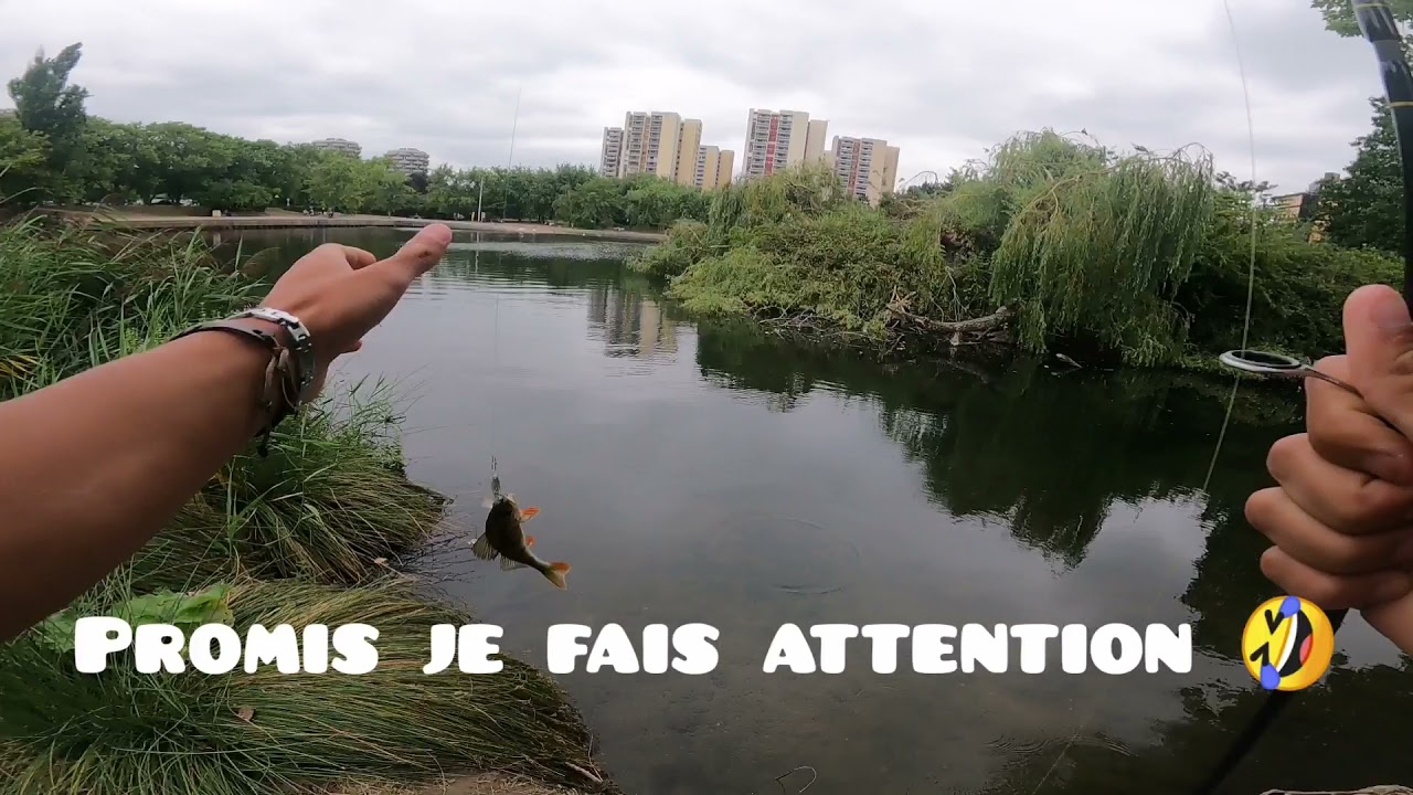 Une petite session perche dans le lac de Créteil / Les petites perches sont hyper voraces 😱