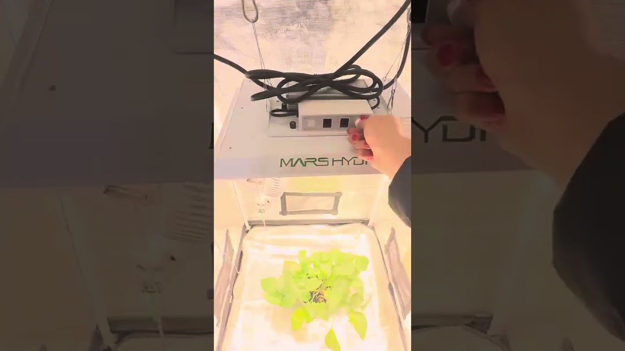 TS1000 is the best novice LED grow light#marshydrots1000