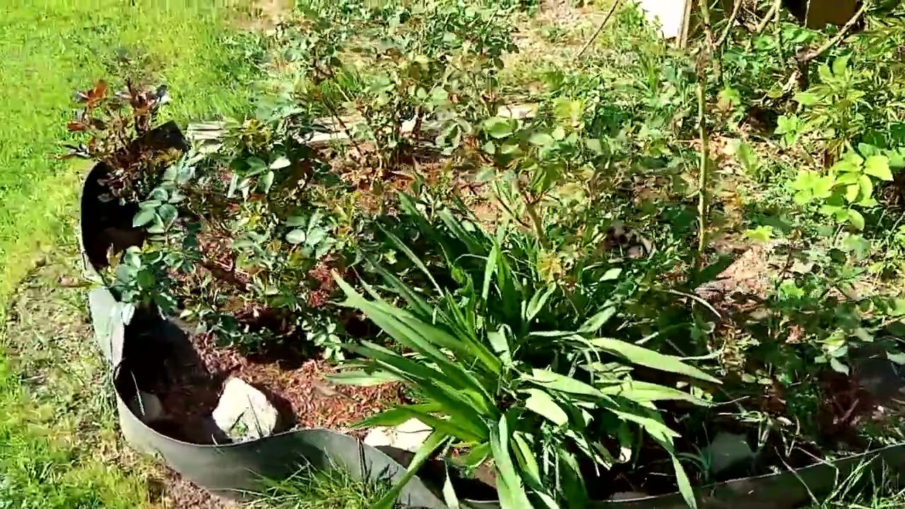 Розы.Сад.1 июня.