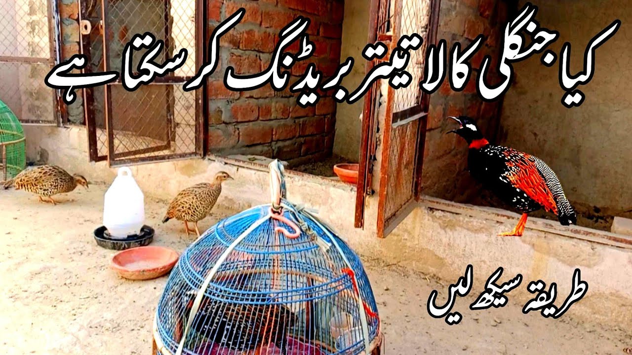 جنگلی کالا تیتر بریڈنگ کرتا ہے یا نہیں | جنگلی تیتر کو بریڈ کروانے کا مکمل طریقہ |