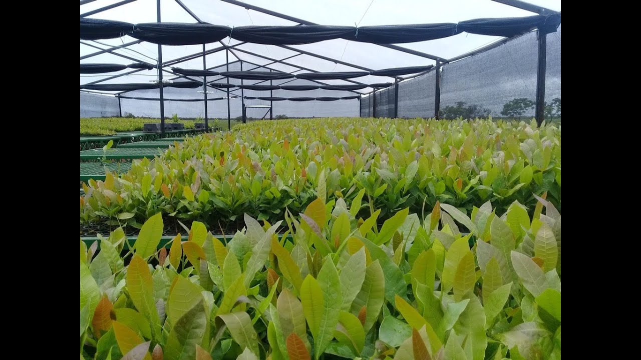 Técnica de propagación masiva de clones de Marañón