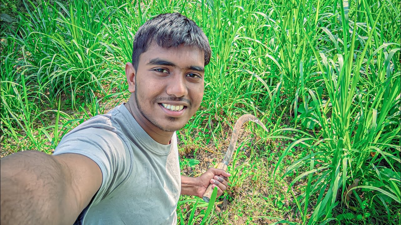 জমিতে ঘাস কাটতে এলাম 😘।