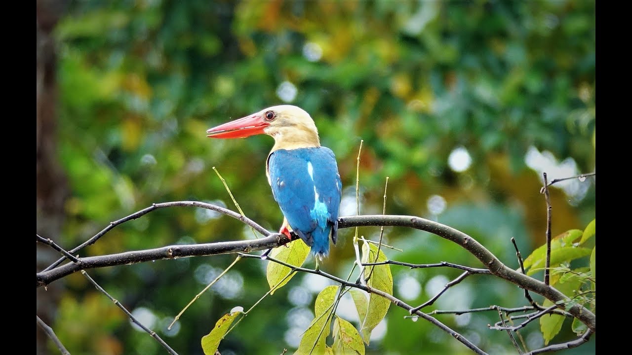 Our Wildlife Vacations - Borneo, Kinabatangan Riverside Lodge