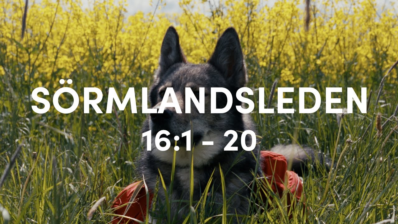 Summer hike on Sörmlandsleden with Tamaskan Dog - everything is flowering!