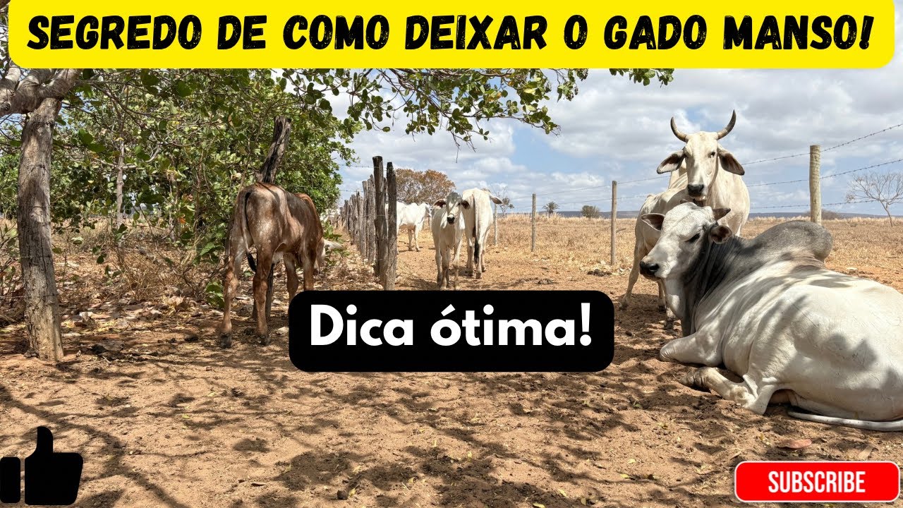 COMO DEIXAR O GADO NELORE MANSO!