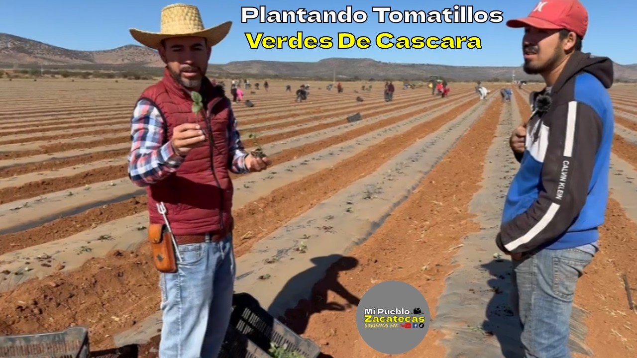 Como Plantar Tomatillos, De Casacara Verde Para La Salsa