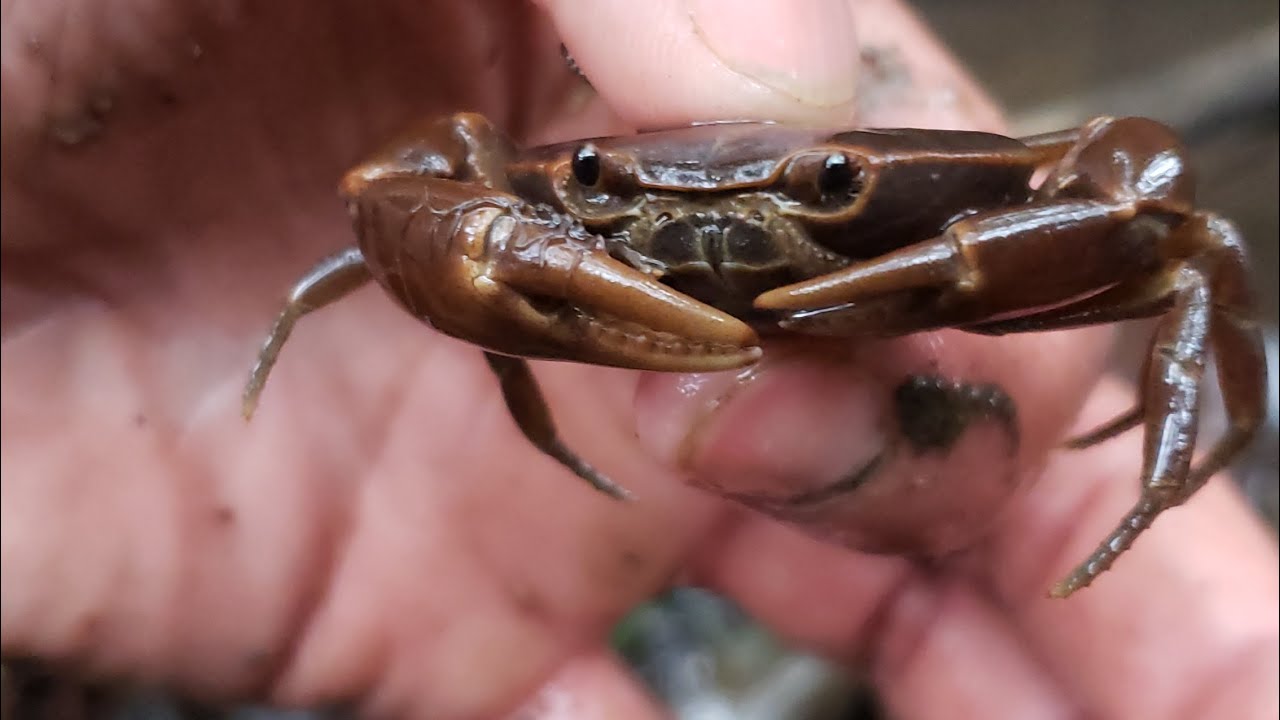 Cazeria extrema de cangrejos 🦀 👉 