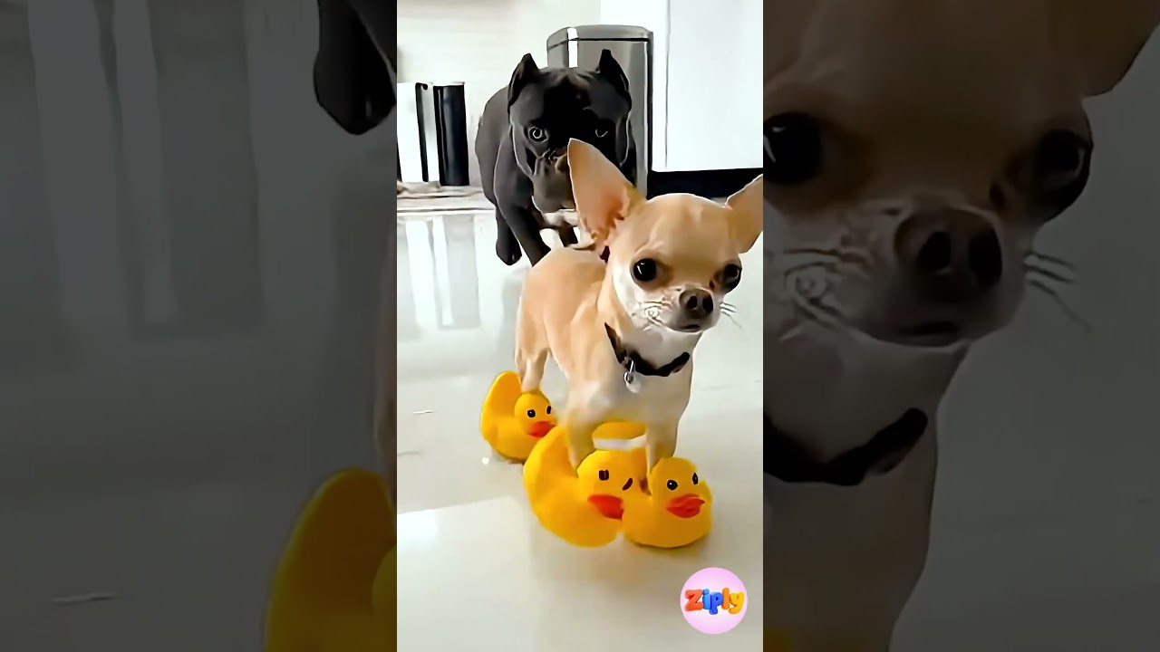 No One Expected THIS Ending! The Dog Was Squeaking?! 🐶😱