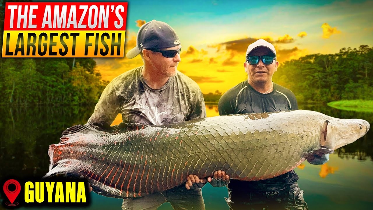 Arapaima Fishing on the Essequibo River | Catching Monster Fish in Guyana's Amazon Jungle