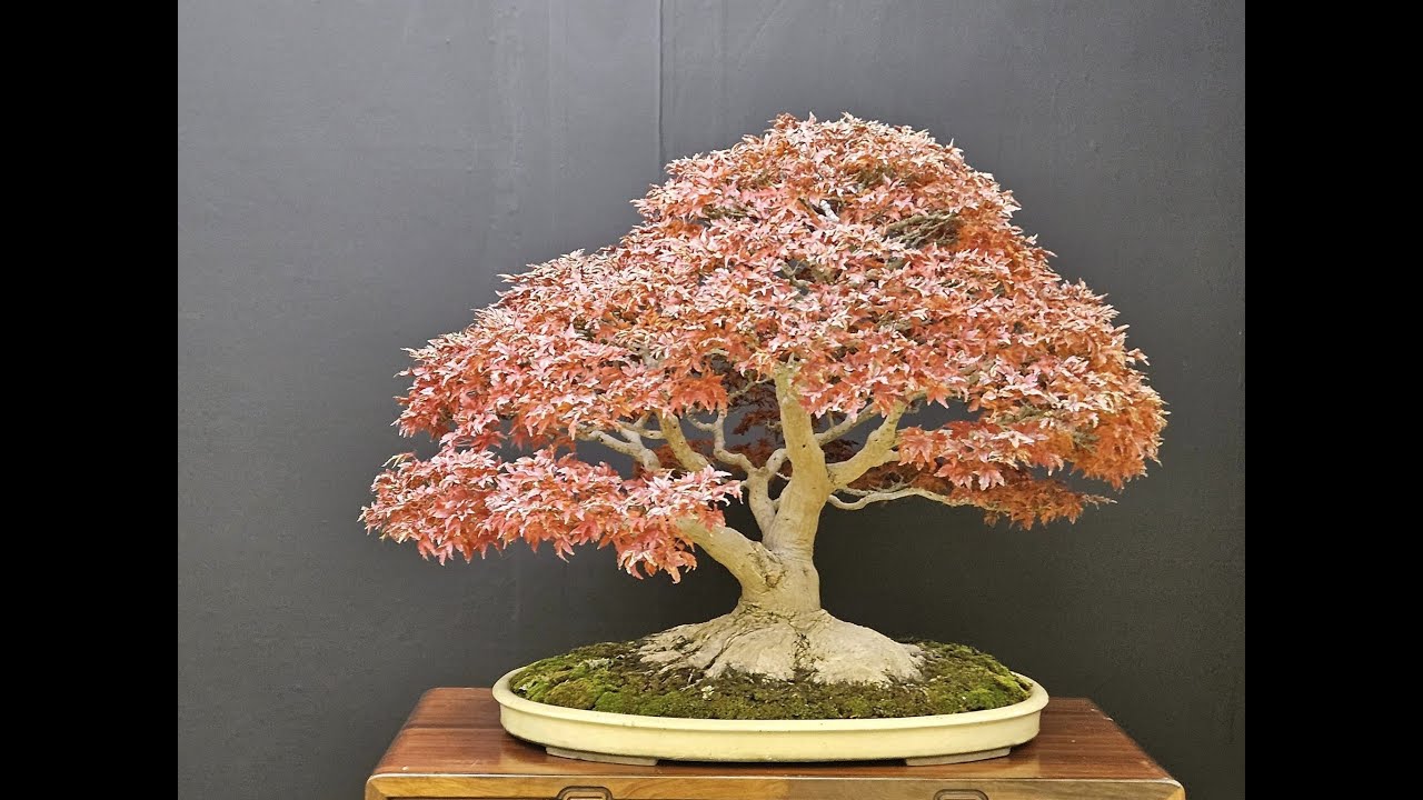 Top Quality Trees at the Taikan-Ten Bonsai Show 2023 in 🇯🇵