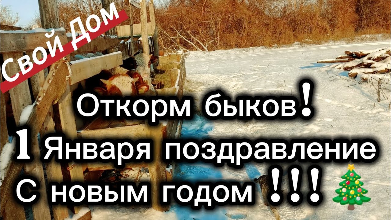 Откорм быков 1 Января поздравление с новым годом 🎄!!!