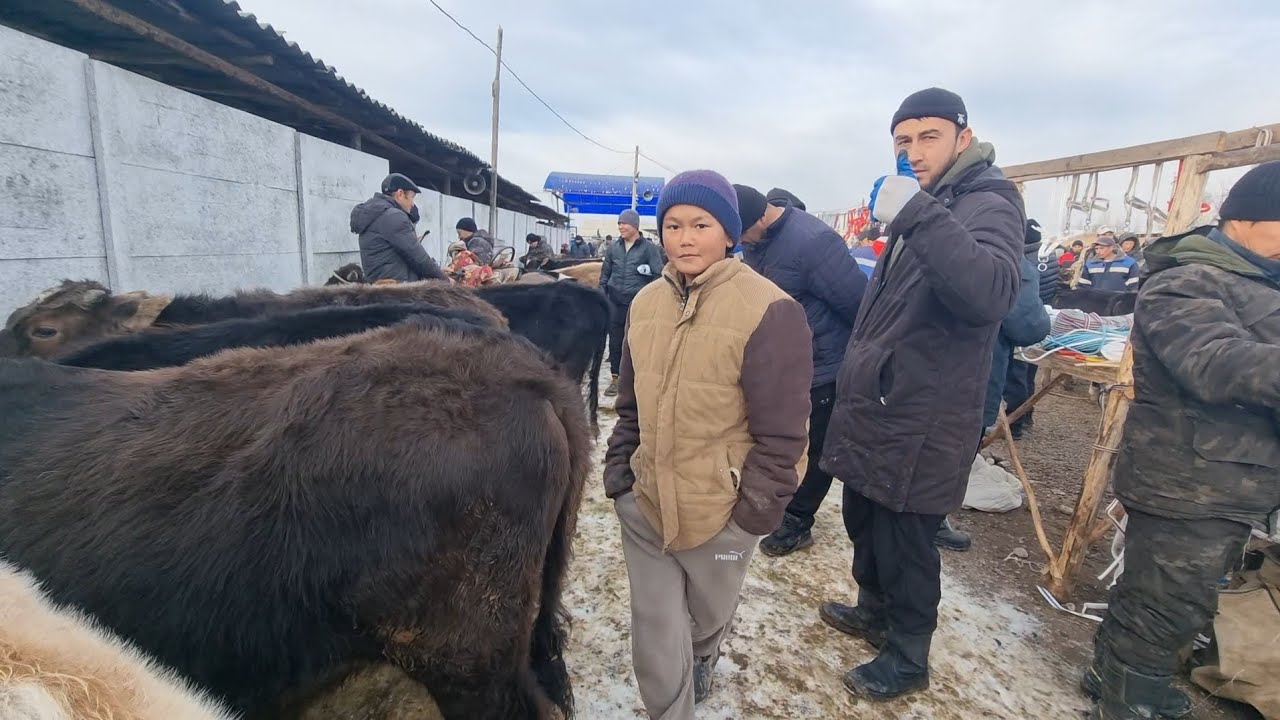 КЫЗЫЛ КЫЯ Ш.КАРАВАН МАЛ БАЗАРЫ РЕАЛДУУ БААЛАР 