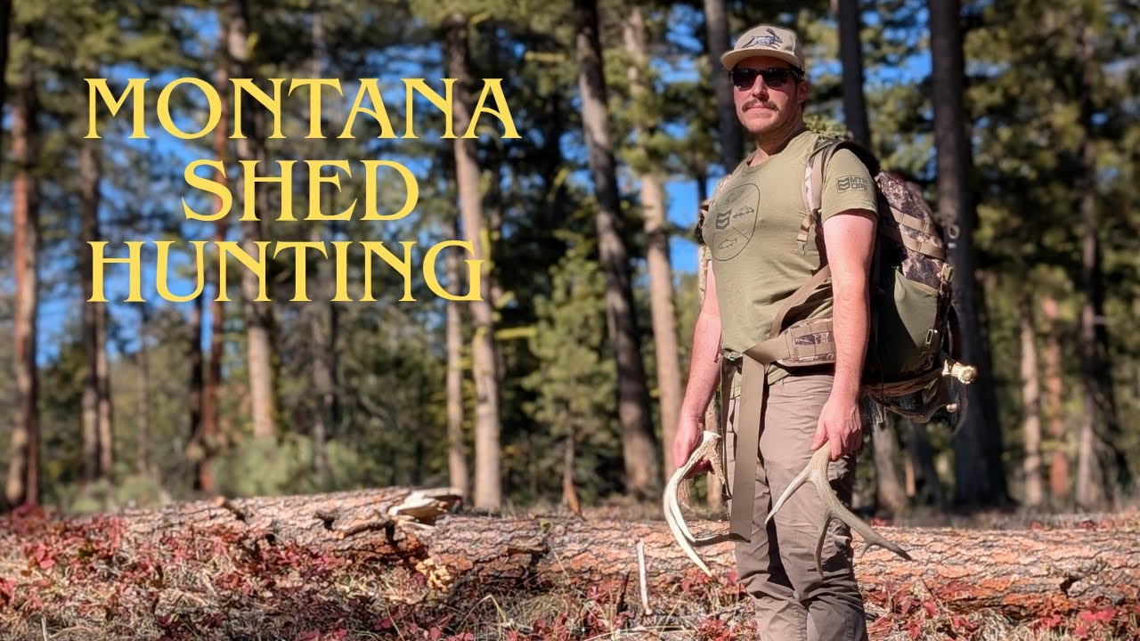 Montana Whitetail Shed Hunting (Life Update)