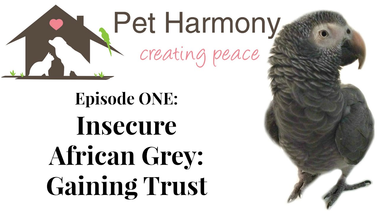 Ep 1: Insecure African Grey: Gaining Trust