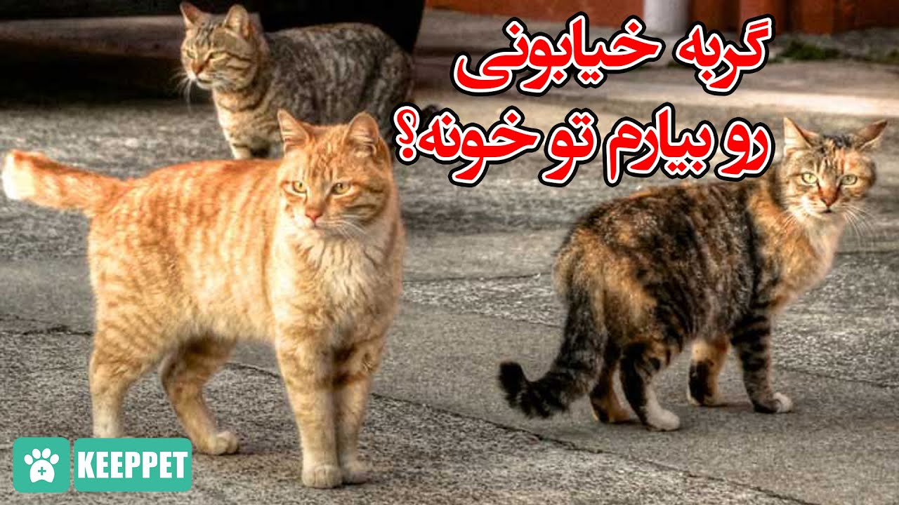 گربه خیابونی رو بیارم تو خونه؟ چه کارهایی باید انجام بدم؟