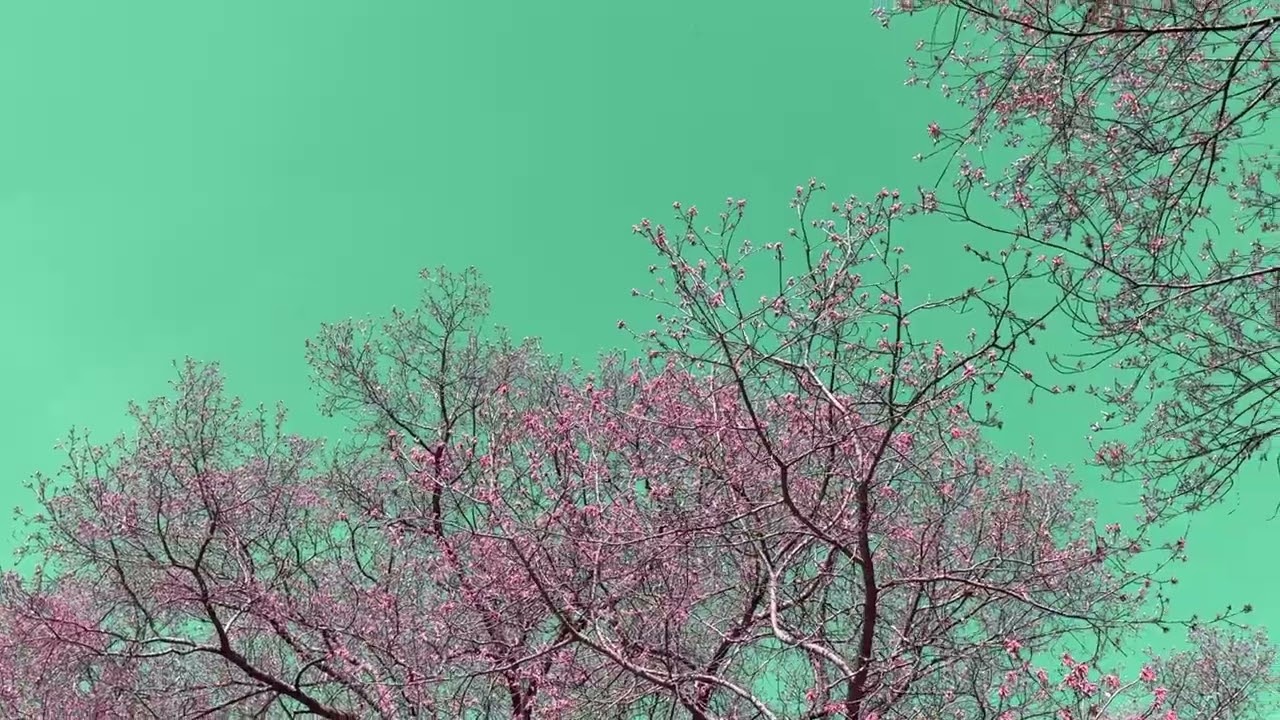 Briars of North America "Little Bird" (official music video)