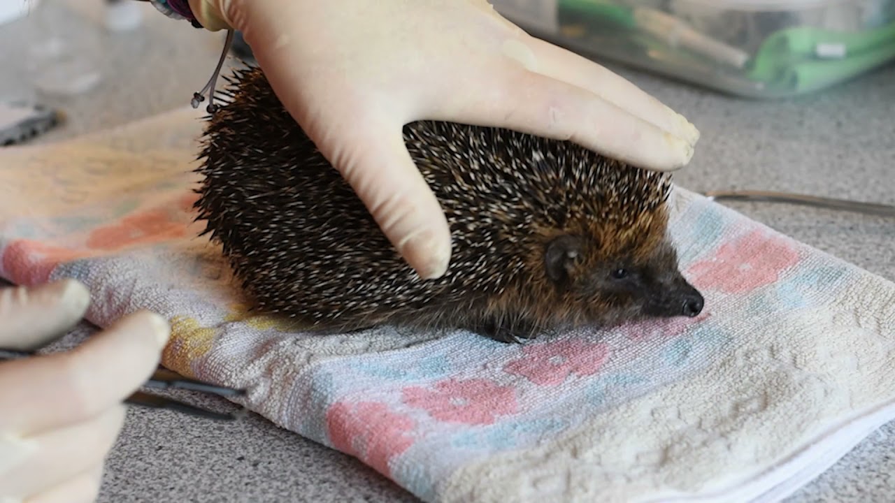 Igel Auffangstation in Etting