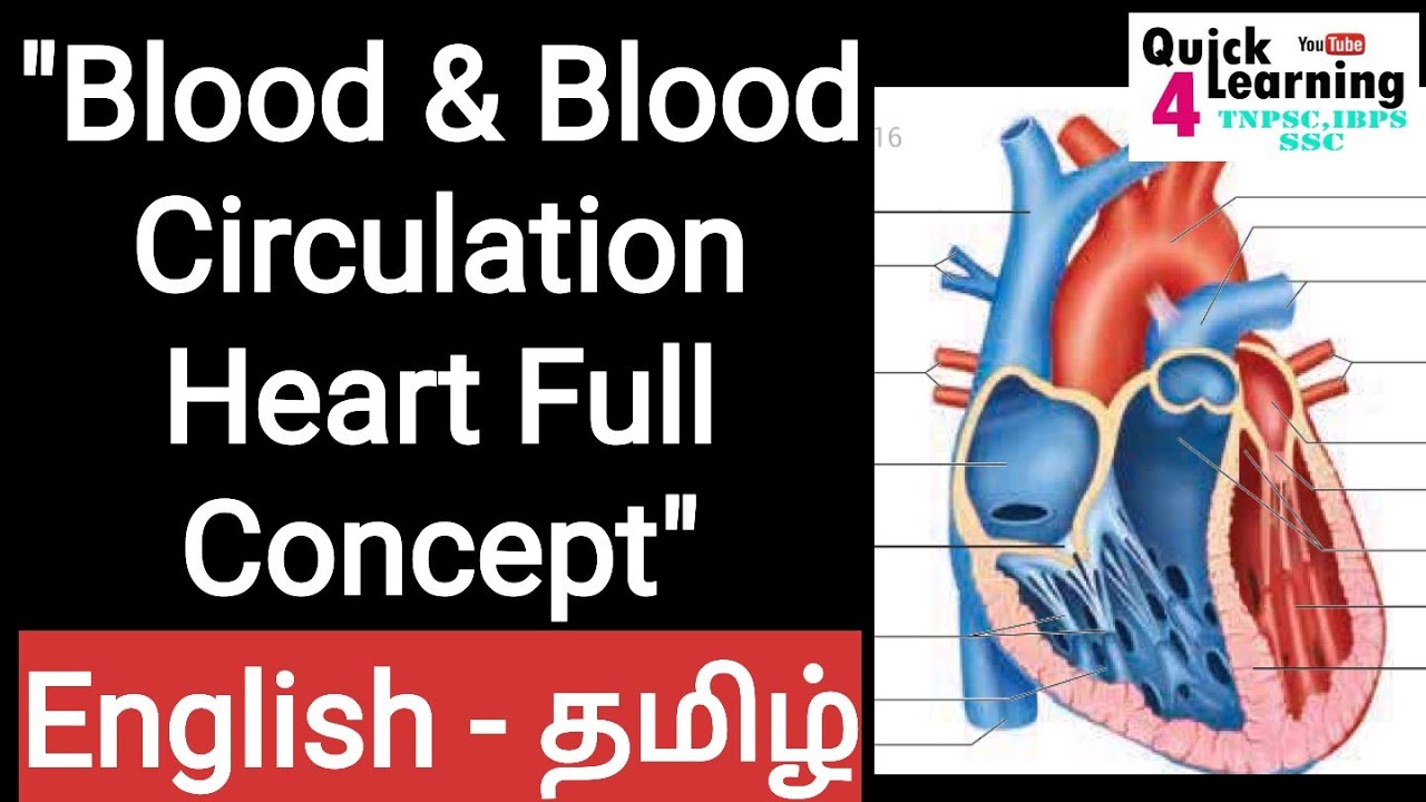 Blood & Blood Circulation , Heart | TNPSC Biology | TNPSC Science |  Karthick Elangovan |