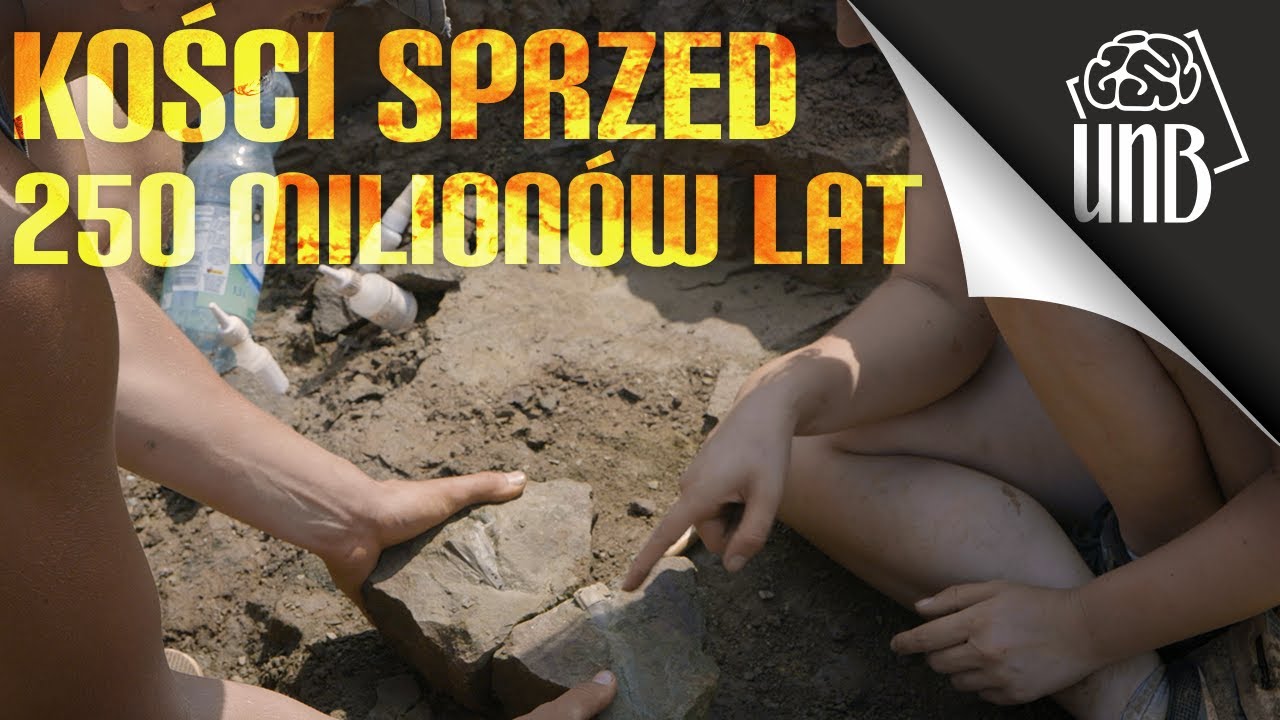Kto dostarcza kości do muzeów?