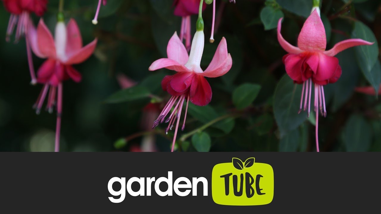 How To Propagate Fuchsias From Cuttings