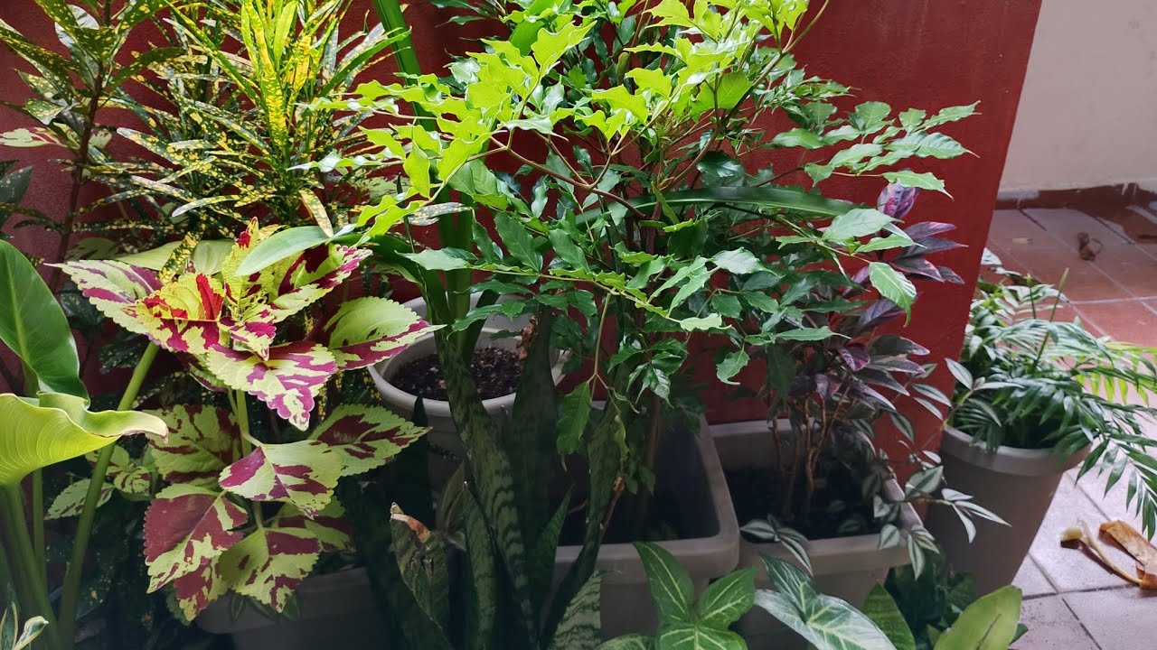 Infelizmente algumas plantas não resistirão muito tempo sem cuidados.