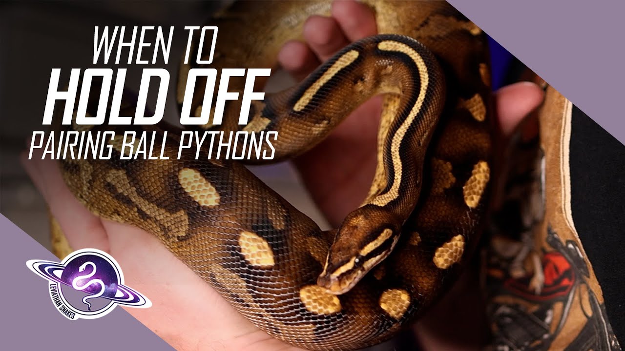 When NOT to Pair | Ball Python Breeding Tips
