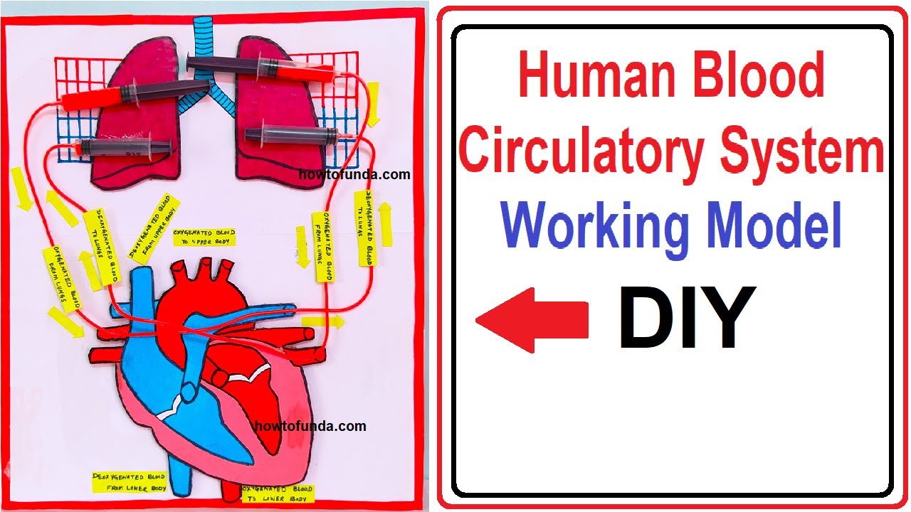 human blood circulatory system working model (heart & lungs) (3d) science exhibition |  craftpiller