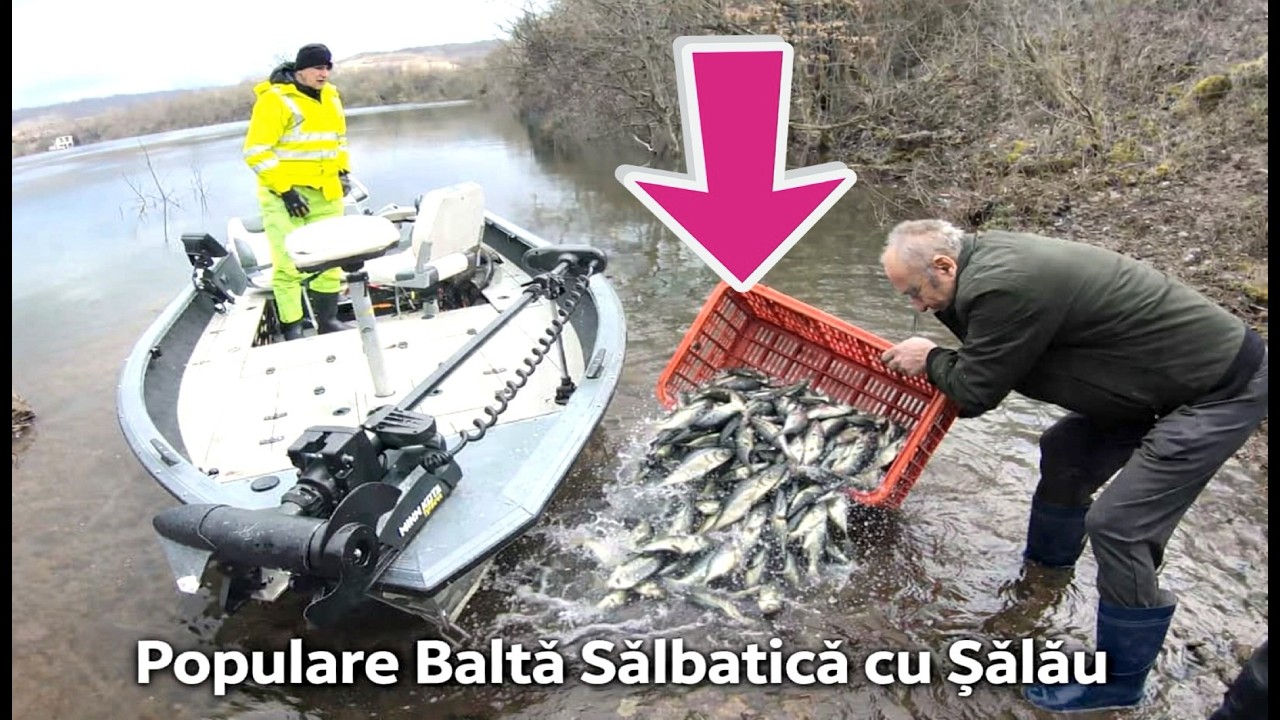 Populare Balta Salbatica Cu Șalau si Populare Cu Crap Mare La Balta Ben