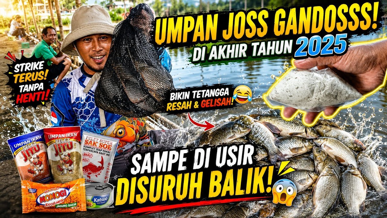 UMPAN IKAN MAS VIRAL AKHIR 2025 BIKIN TETANGGA GELISAH & MERANA