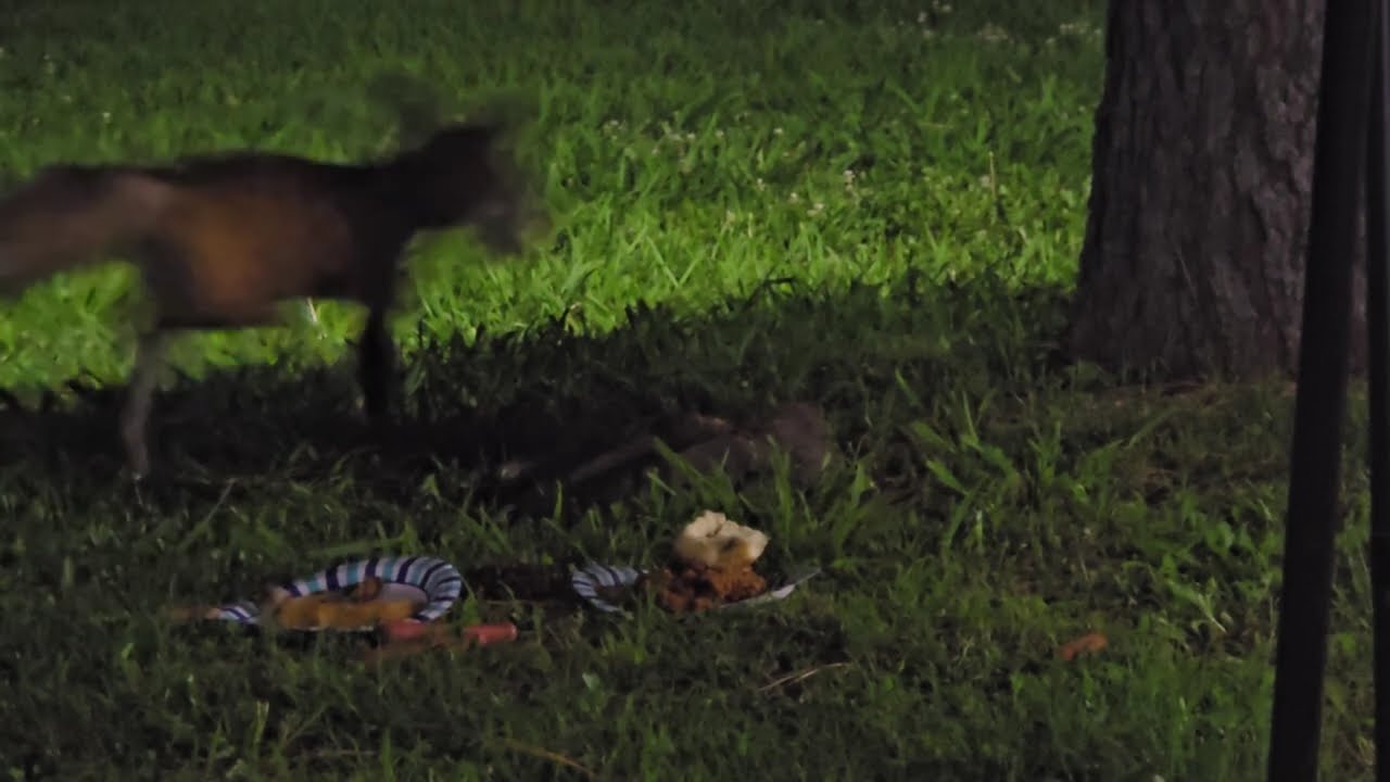 Fox Scavenging Scraps ...