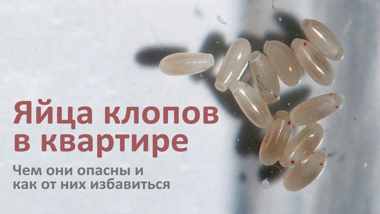 Чем опасны яйца клопов в квартире