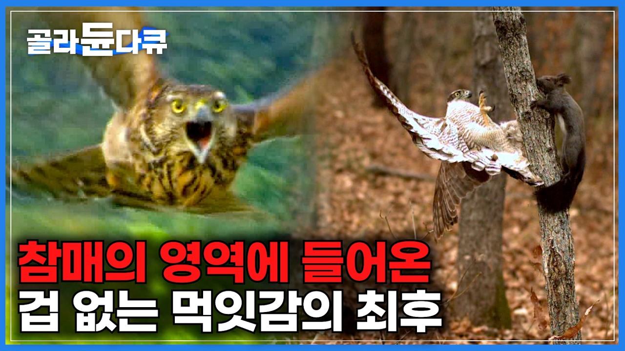 들어온 순간 끝. 겁 없이 참매의 영역으로 들어온 사냥감의 최후｜날카로운 발톱으로 단숨에 제압해 숨통을 끊어버리는 하늘의 지배자 참매｜바람의 혼, 참매｜#골라듄다큐
