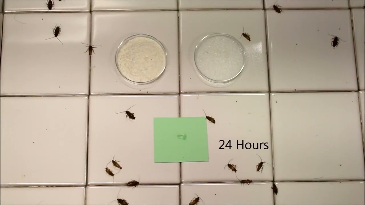 Advion Insecticide - German Cockroaches