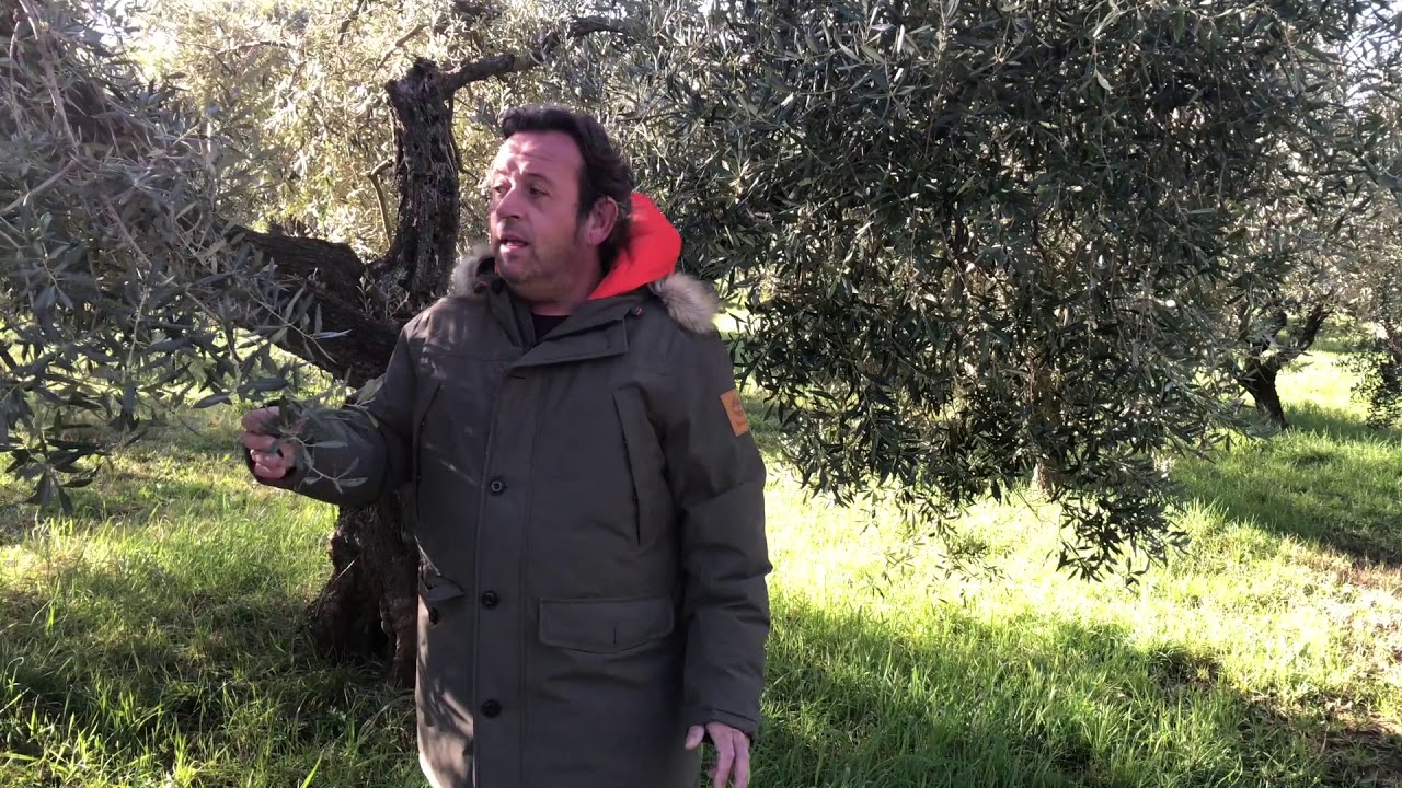 Cultivar Lazzero in Casale Marittimo