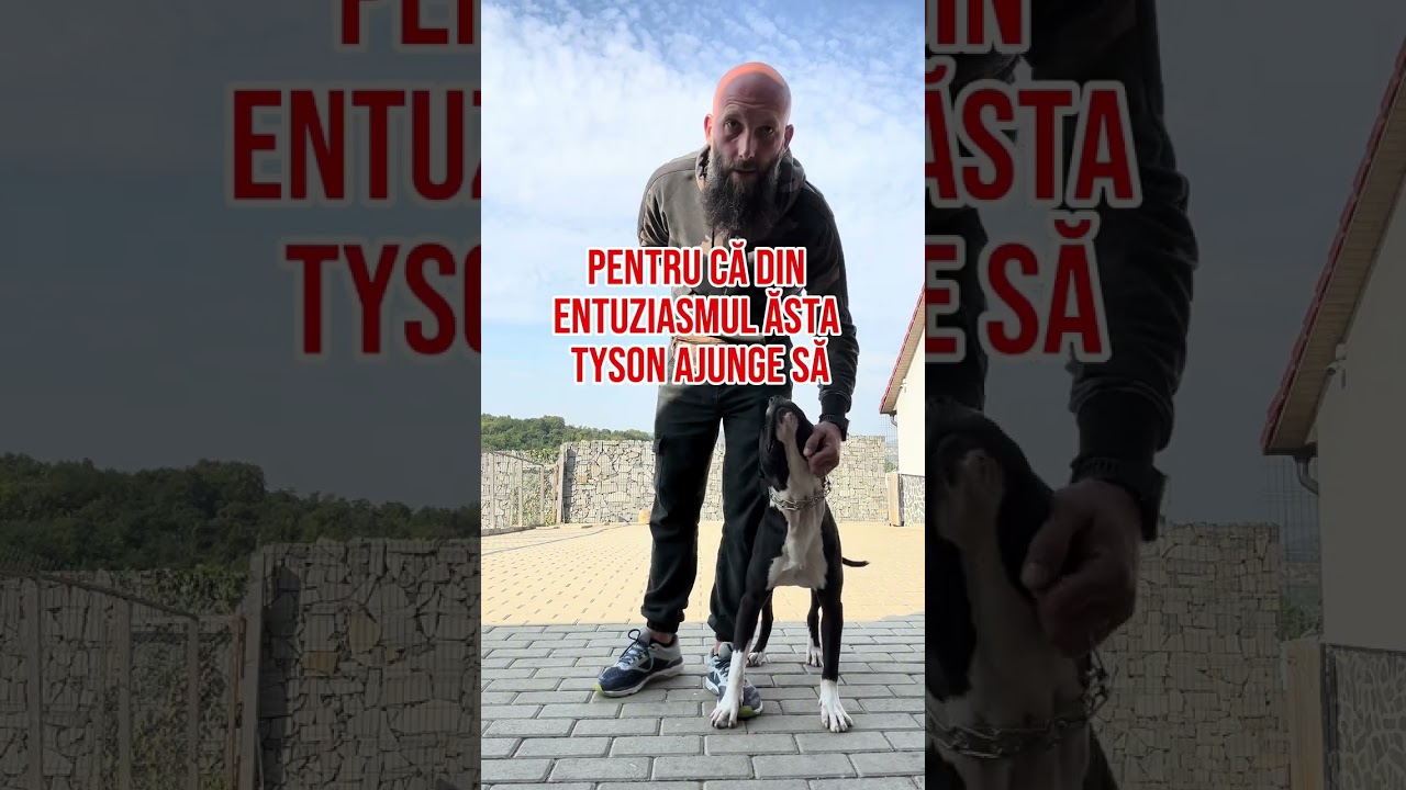 Amstaff incapatanat💣