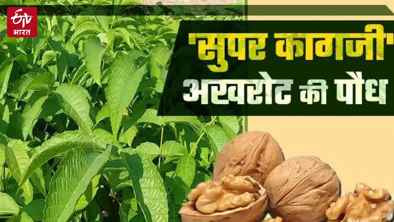 ज्ञान सिंह ने बनाई 'सुपर कागजी अखरोट' की नर्सरी | walnut farming in Uttarakhand | ETV Bharat Bihar