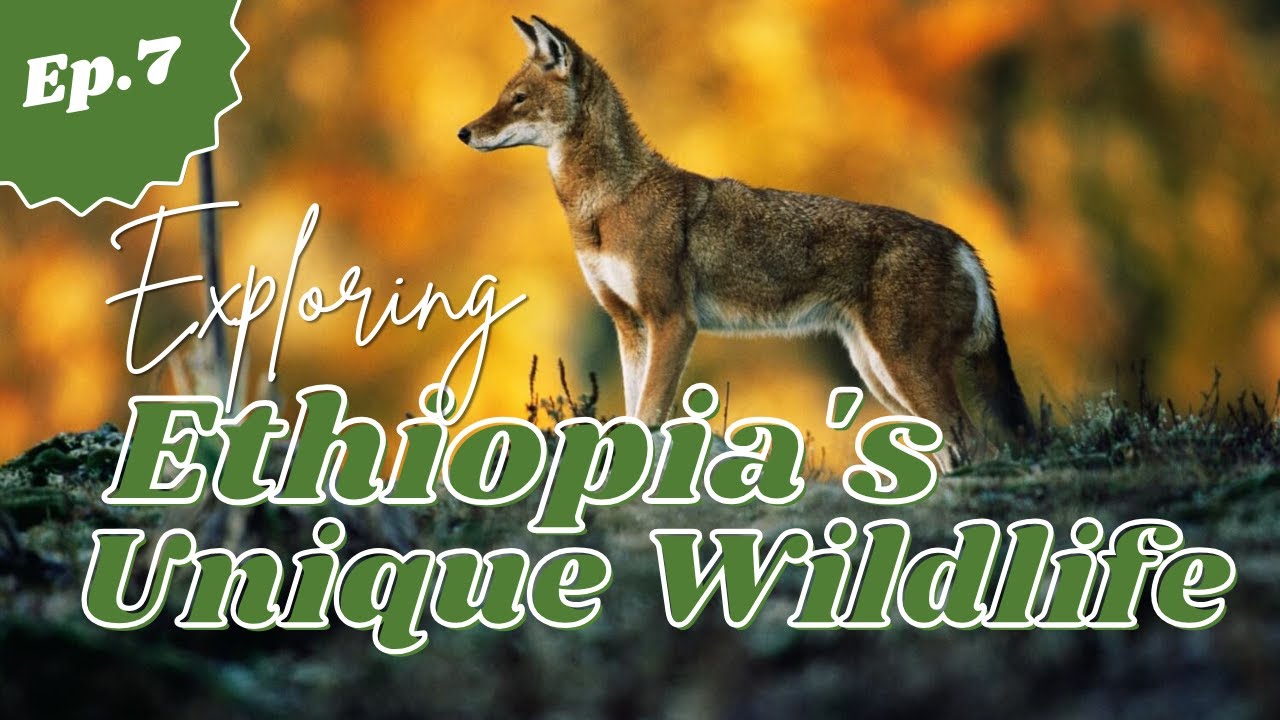 Exploring Ethiopia's Enigmatic Wilderness.
