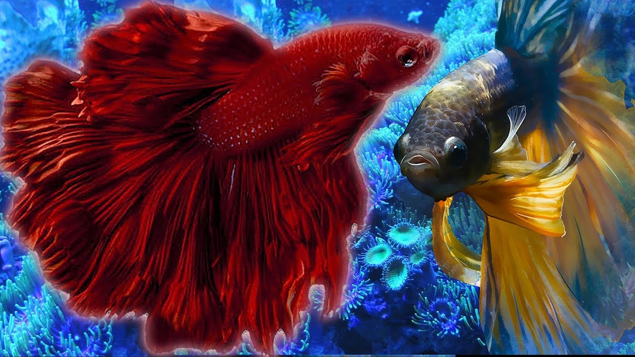 Wow 🤩 New Fighter Fish Collection Watch Now|| #fighterfish #bettafish #fullmoonbetta