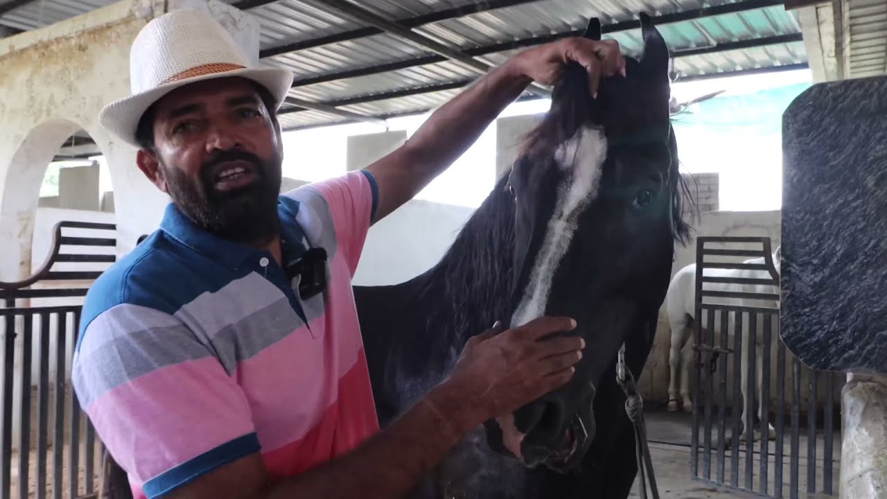 Horse ~ मेहनत से बनाया है यह फार्म @devstudfarm4215  Farm Setup Tour