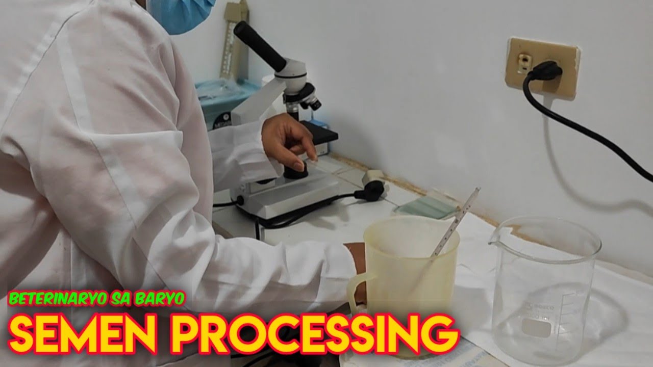 Pagproseso ng Semilya para sa Artificial Insemination