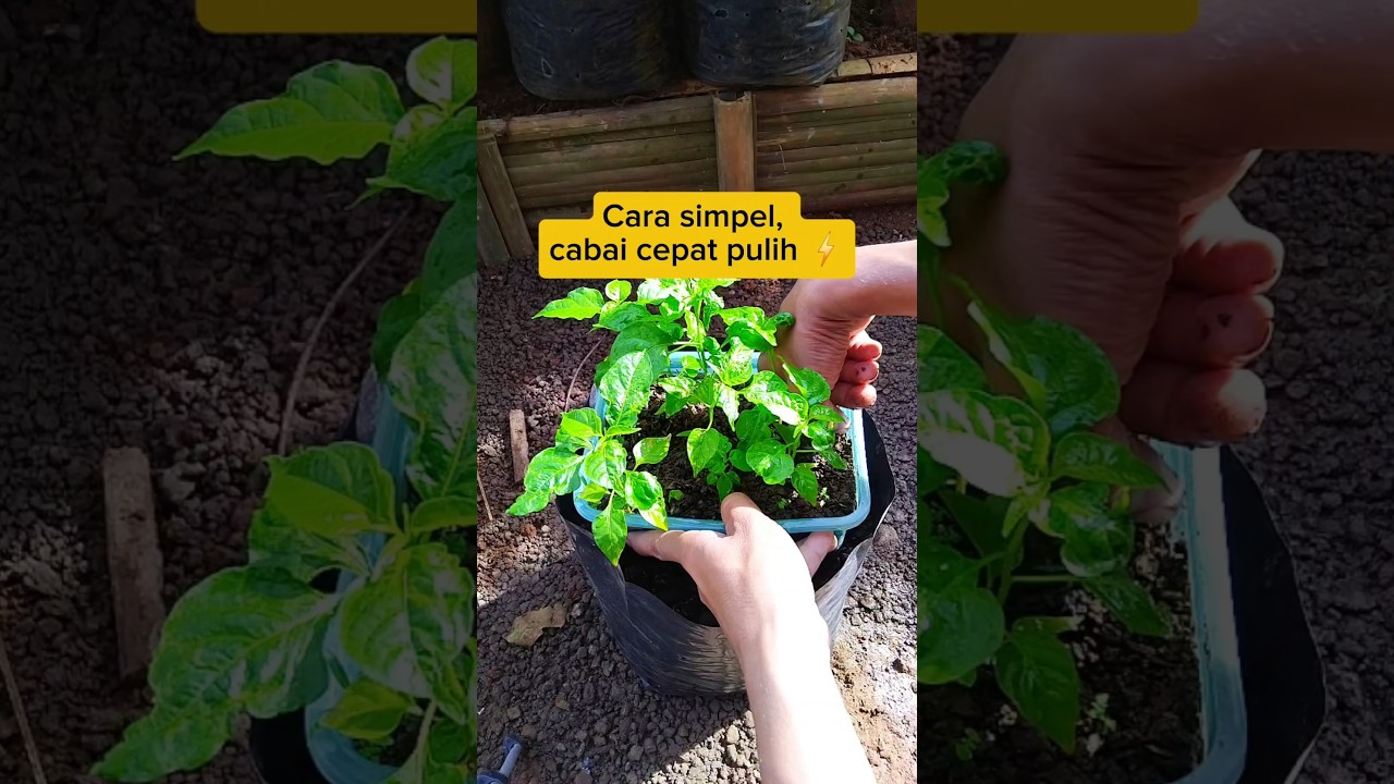 Pindah Tanam Cabai Paling Simpel, Bibit Cepat Pulih! 🌶️