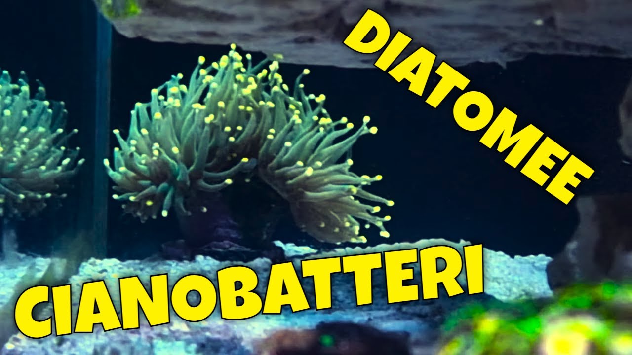 Maturazione Acquario Marino - Diatomee ed Inizio Cianobatteri - Aggiornamento Acquario Marino