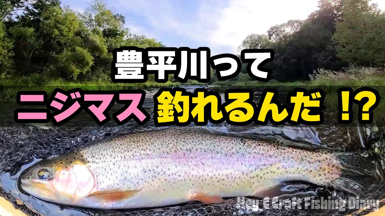 豊平川って釣れないと思ってたけど、しっかりニジマスが釣れました！