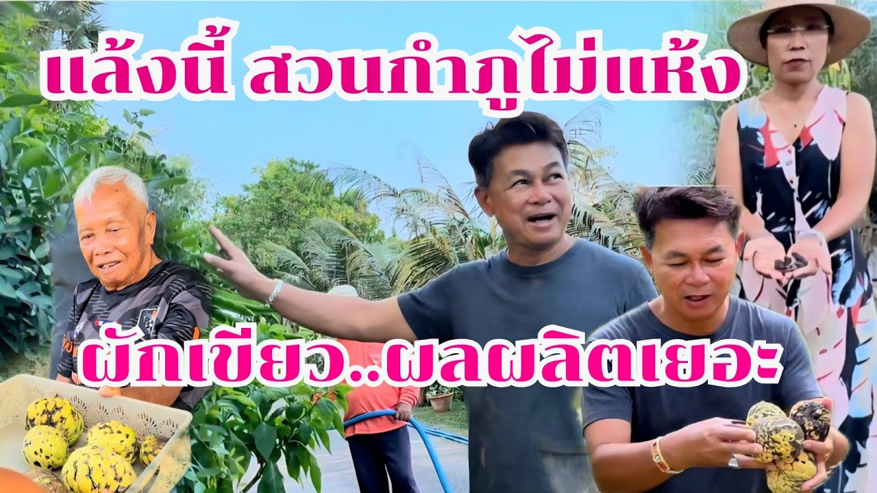 หน้าแล้ง สวนกำภูยังเขียว สวนแบบนี้มีกินทั้งปี #บ้านสวนกำภูEp1644